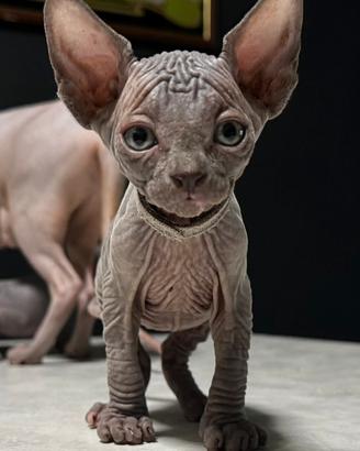 Cuccioli sphynx