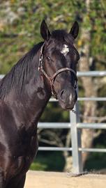 Cavallo