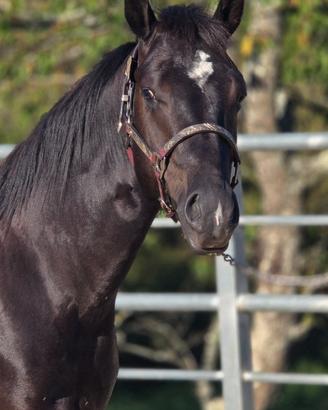 Cavallo