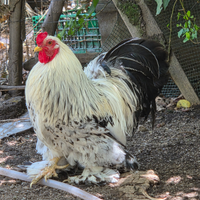 Gallo nano razza concincina