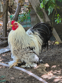 Gallo nano razza concincina