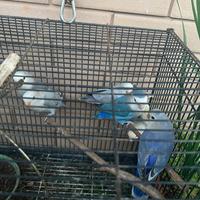 Coppia di inseparabili + 4 piccoli di 2 mesi