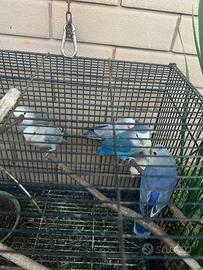 Coppia di inseparabili + 4 piccoli di 2 mesi