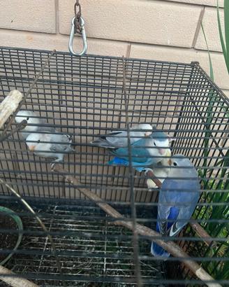 Coppia di inseparabili + 4 piccoli di 2 mesi