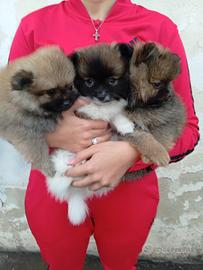 Spitz di pomerania toy