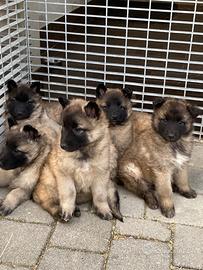 Cuccioli di pastore belga Tervueren