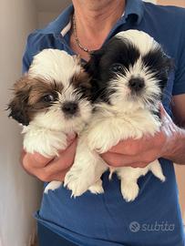 Cuccioli Shih tzu