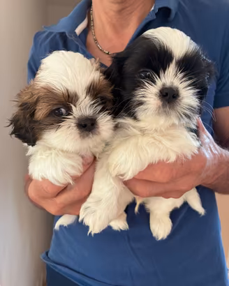 Cuccioli Shih tzu