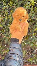 Barboncino Toy "miniature" Red MASCHIO