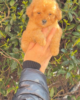 Barboncino Toy "miniature" Red MASCHIO