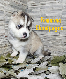 Cucciola champagne Siberian husky