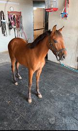 Pony