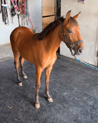 Pony