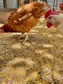 Galline ovaiole rosse e livornesi