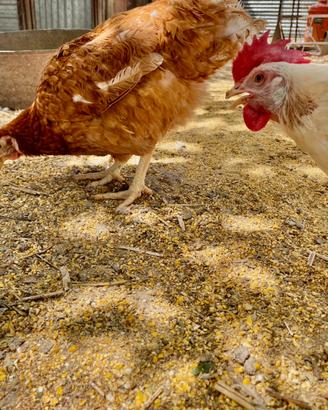 Galline ovaiole rosse e livornesi