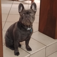 Bulldog francese