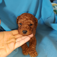 Cuccioli di barbone nano