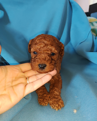 Cuccioli di barbone nano