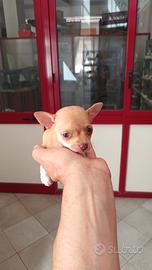 Chihuhawa