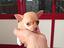 Immagine 1