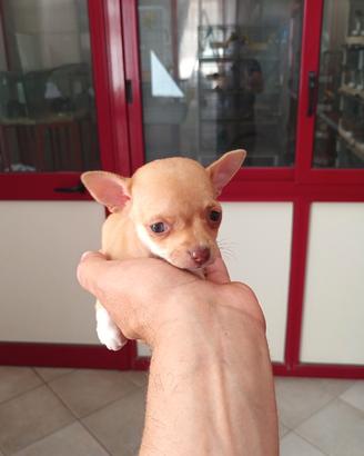Chihuhawa