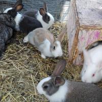 Animali da fattoria