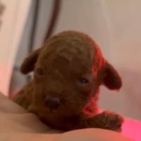 Barboncini mini Toy
