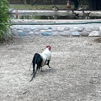 Polli phoenix 4 coppie adulte