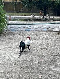 Polli phoenix 4 coppie adulte