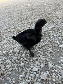 Pulcini Marans Betulla Rosso
