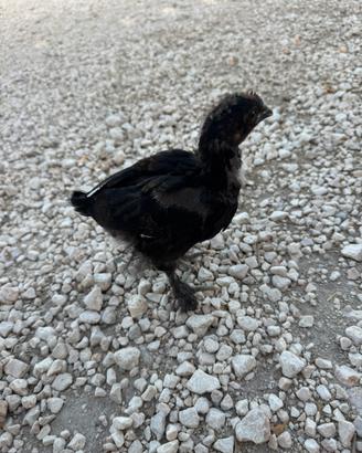 Pulcini Marans Betulla Rosso