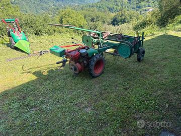 Ranghinatore Rapid rex