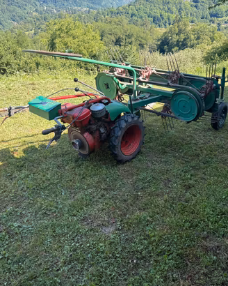 Ranghinatore Rapid rex