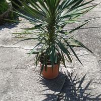 Pianta di Yucca