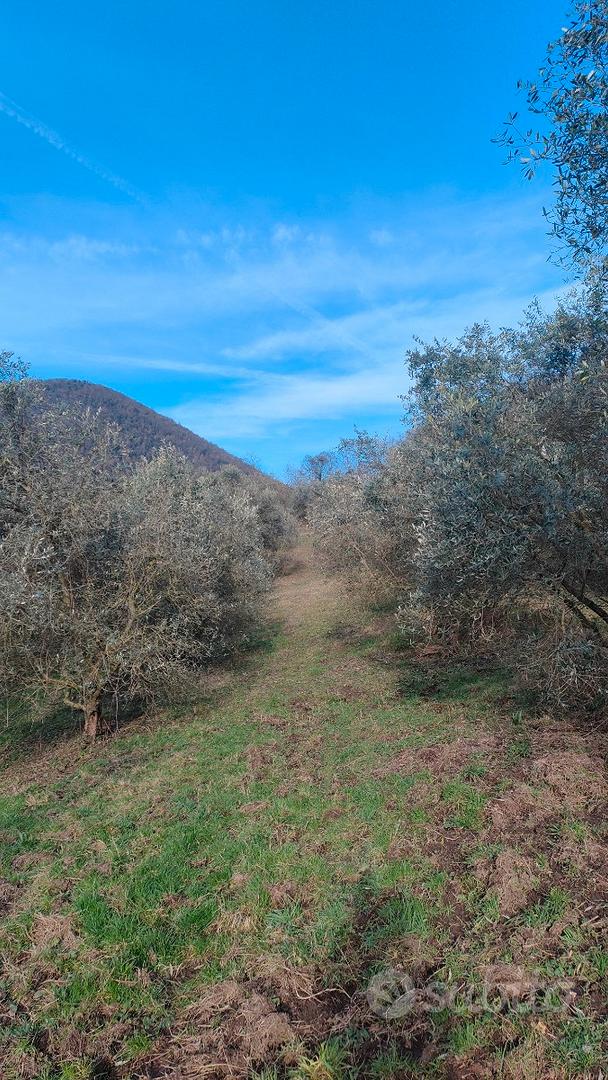 Terreno agricolo sui Colli Euganei - Altro