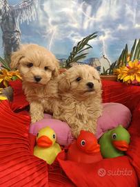 Sono Meravigliosi Sono Cuccioli MaltiPoo