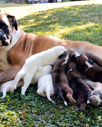 Cuccioli boxer bianchi