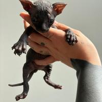 Cuccioli di Sphynx con pedigree - nati il 18