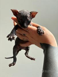 Cuccioli di Sphynx con pedigree - nati il 18