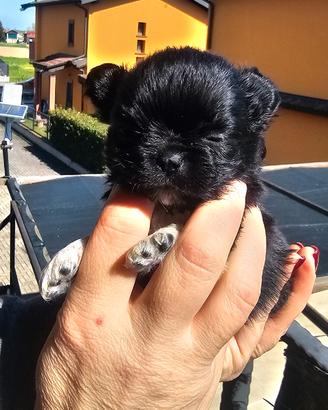 Chihuahua pelo lungo blu femminuccia