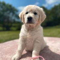 Cuccioli di Golden Retriever Maschi