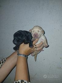 Cuccioli labrador