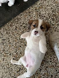 Jack Russell Di due mesi