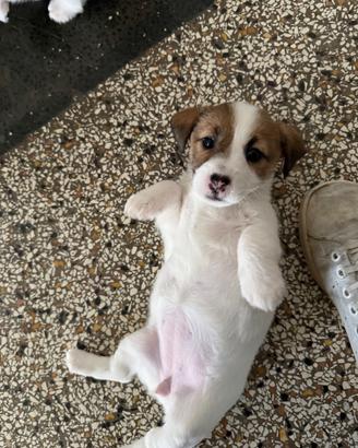Jack Russell Di due mesi
