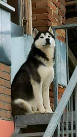 Husky maschio di 2 anni esente displasie