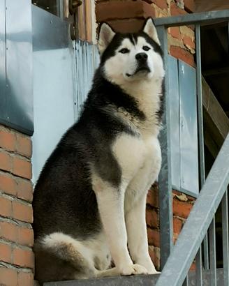 Husky maschio di 2 anni esente displasie
