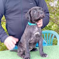 Cuccioli di Cane Corso