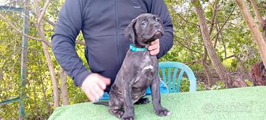 Cuccioli di Cane Corso