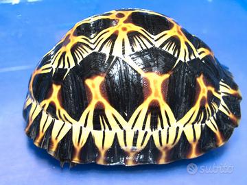 Astrochelys radiata