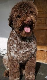Lagotto romagnolo